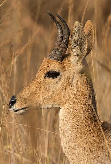 Mountain Reedbuck male head